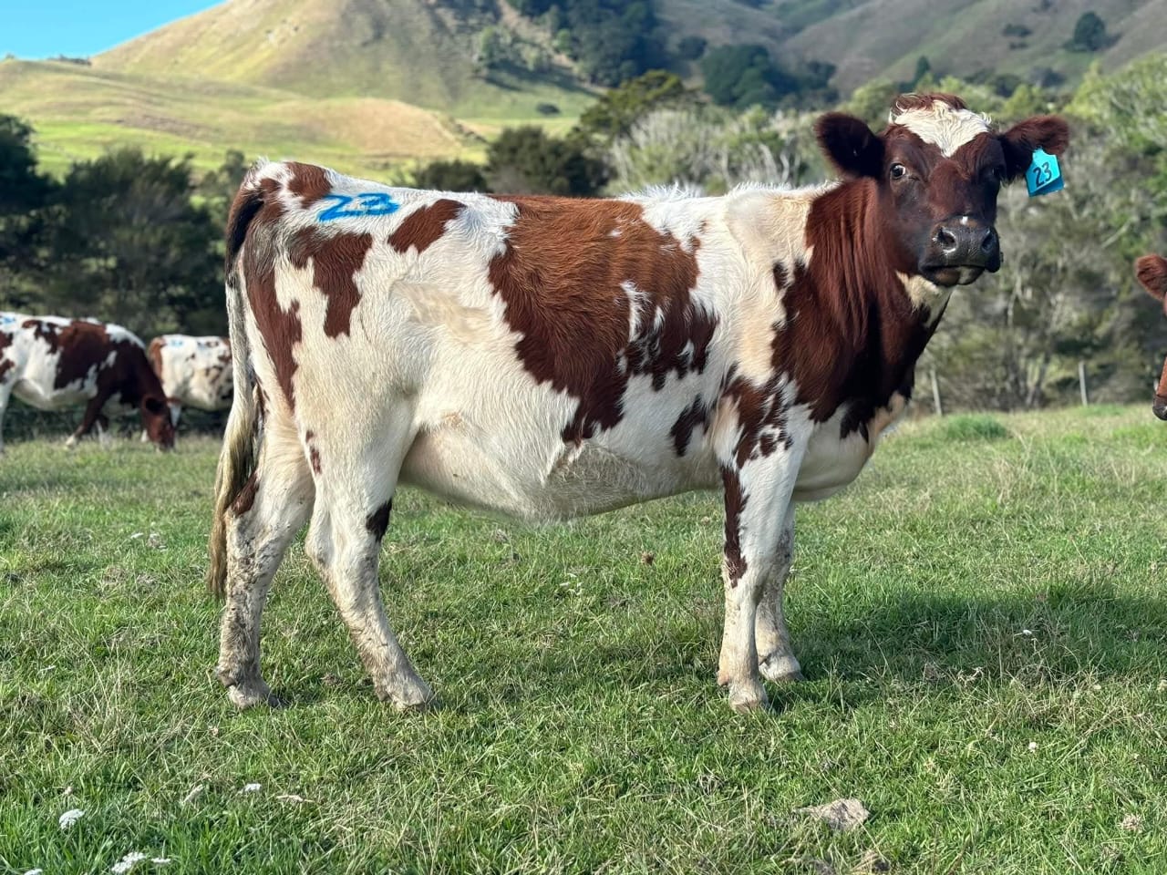 2 Month Old Incalf Heifer