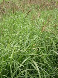 Boma Rhodes Seeds