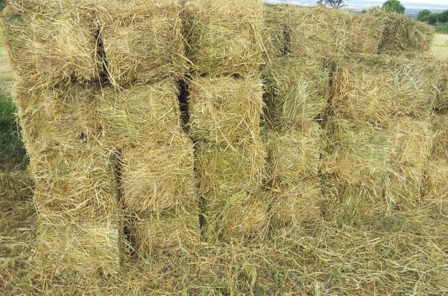 Boma Rhodes Hay