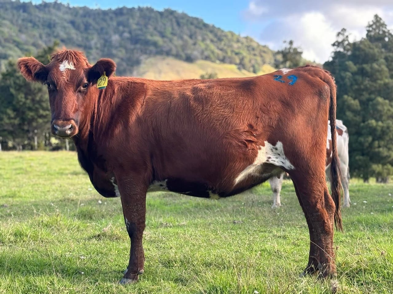 Cow 1