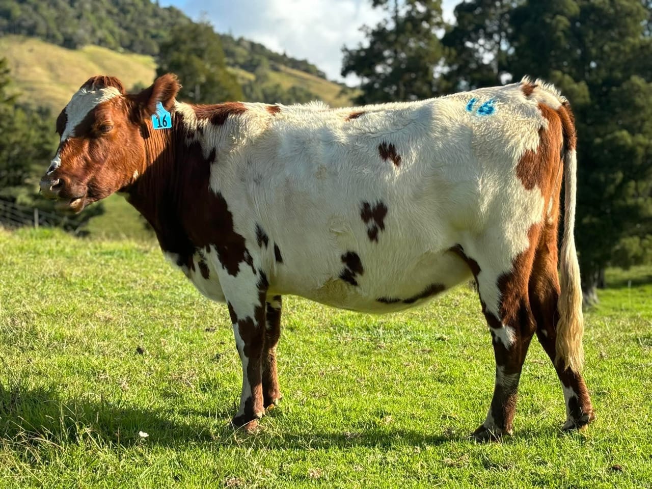 Cow 2