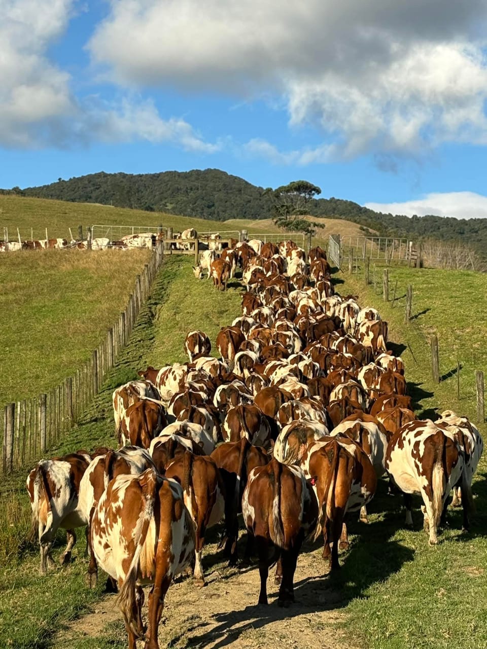 Cow 3