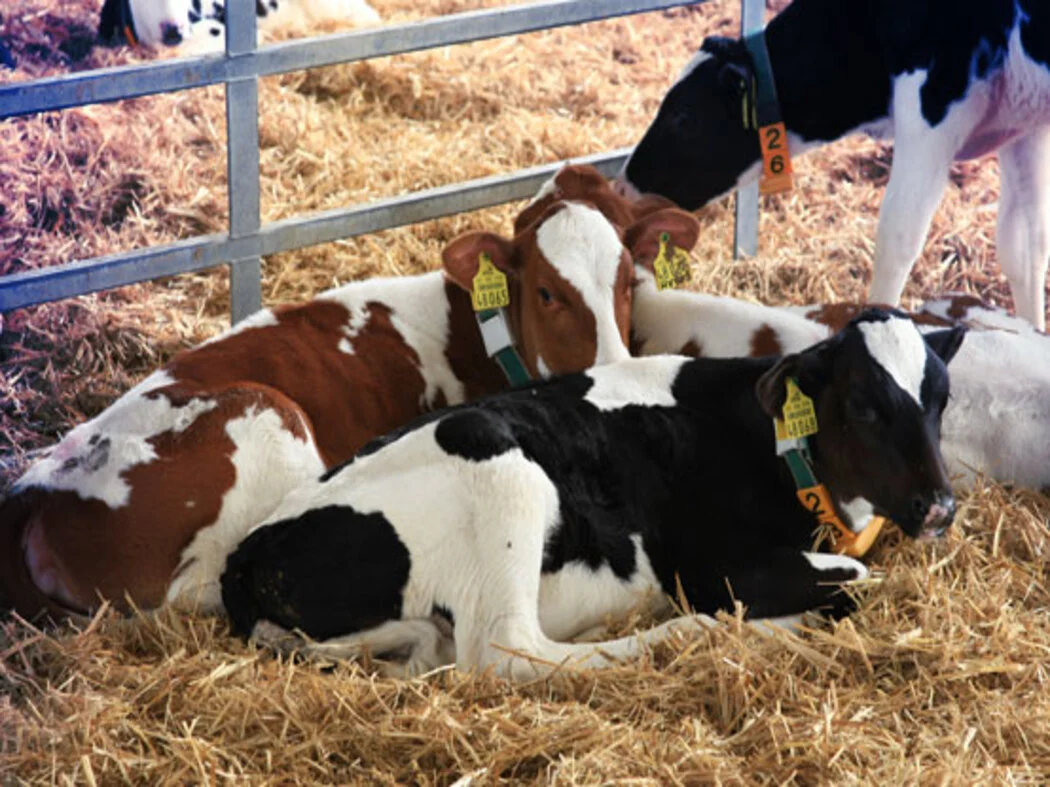 Dairy Pedigree Calf 3-4 Months