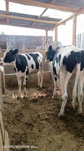 Dairy Pedigree Calf 4-5 Months