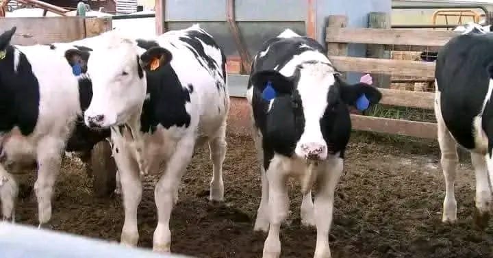 Dairy Pedigree Calf 5-6 Months