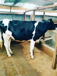Dairy Pedigree Calf 7-8 Months