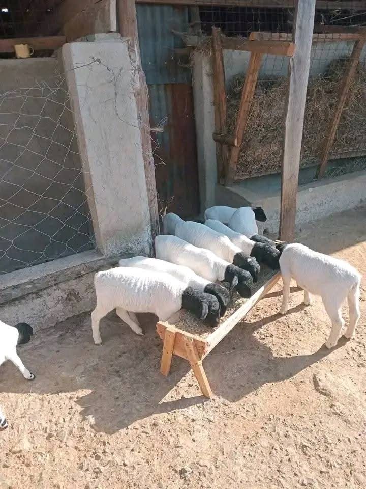 Dopper Sheep Lambs