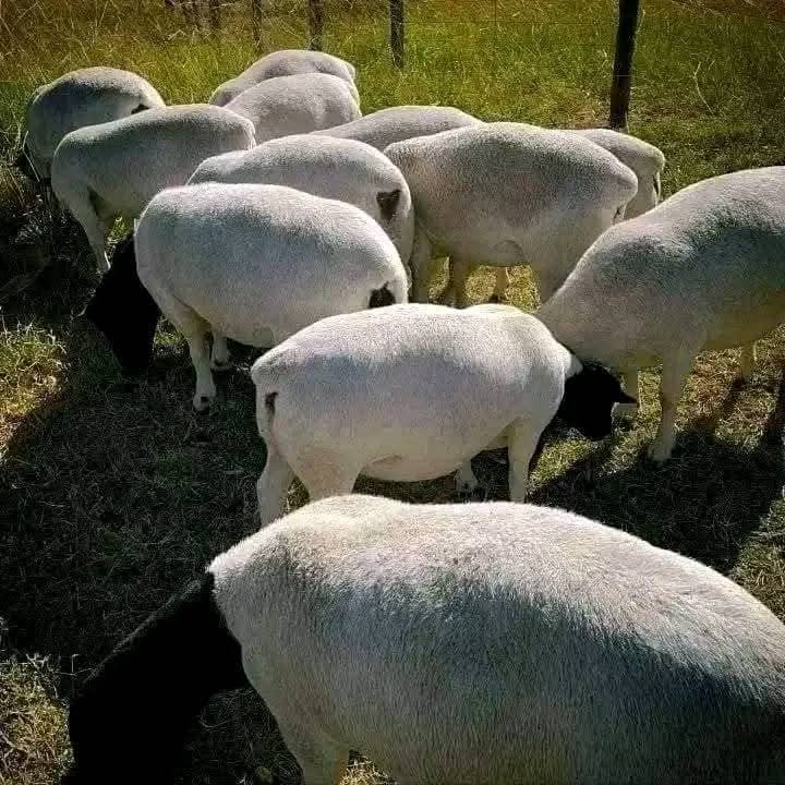 Dopper Sheep Matured Adults