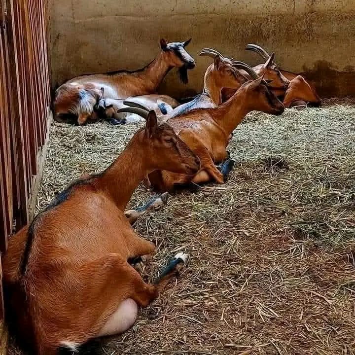 Female German Alpine Goat