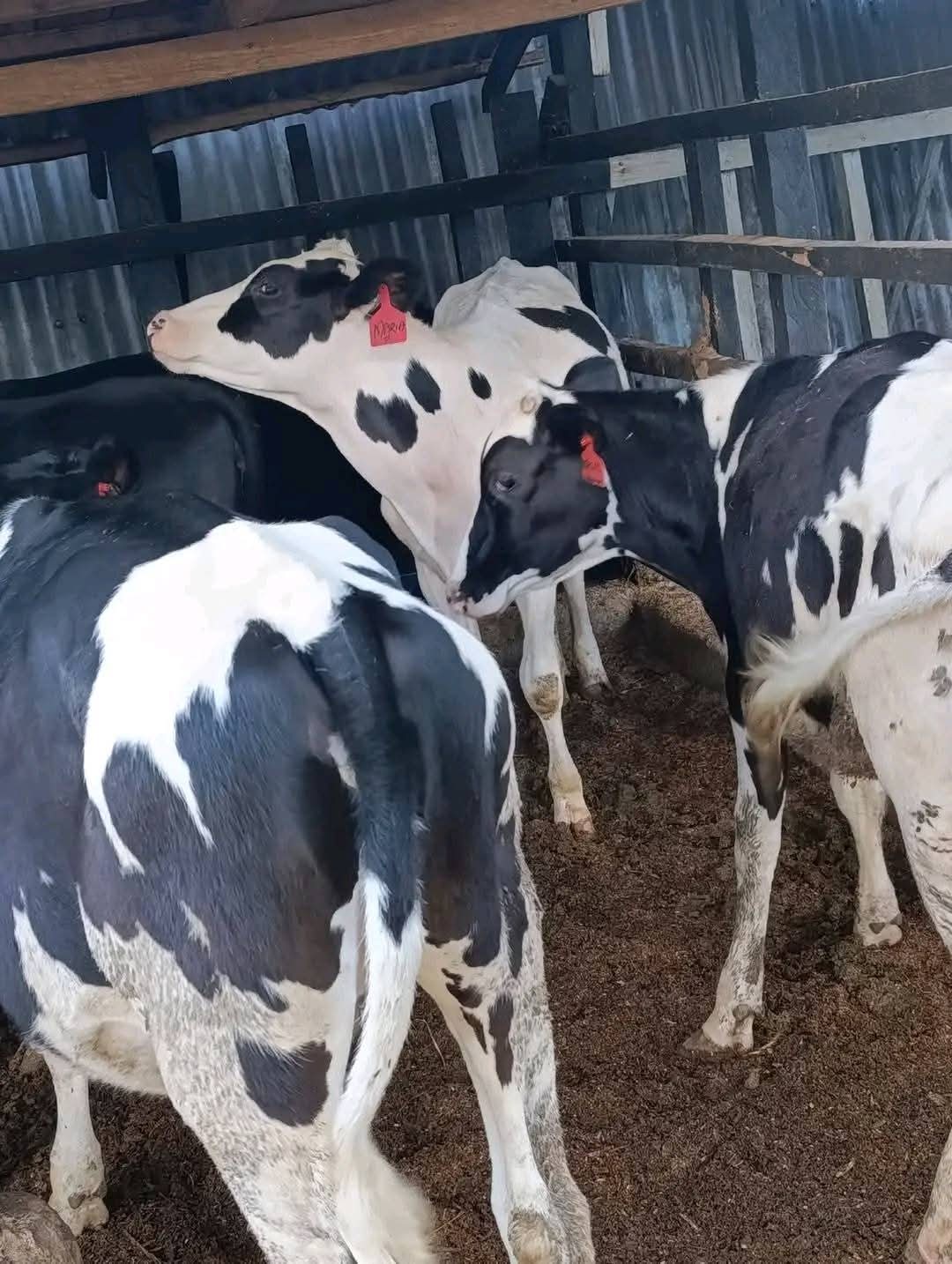 Freshian Holstein 8 Months