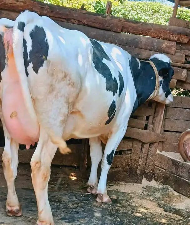 Freshian Holstein Lactating