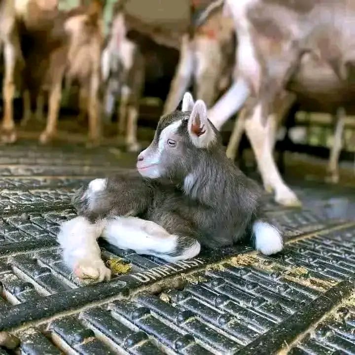 Goat 3