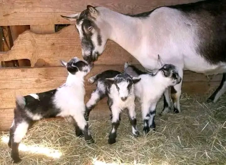 Goat Kids