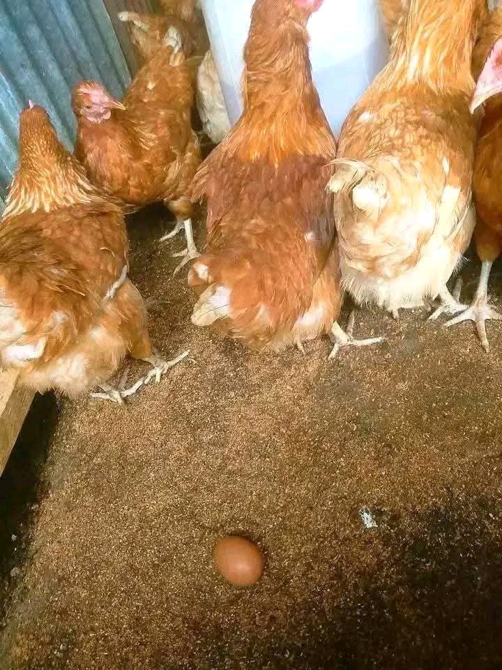 Kienyeji Chicken