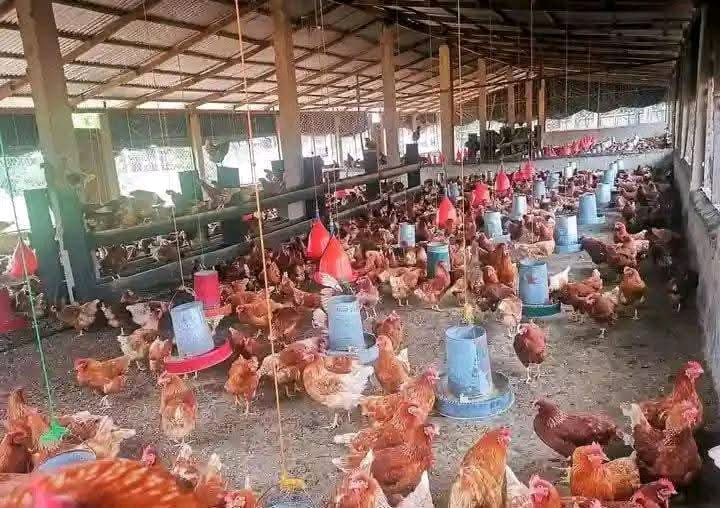 Kienyeji Chickens