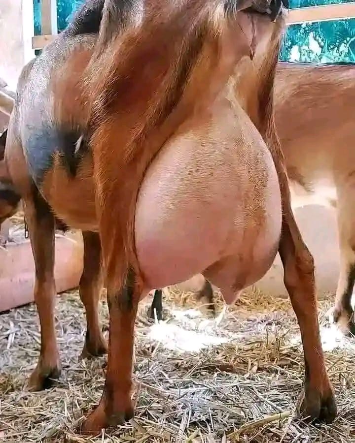 Female Lactating Goat