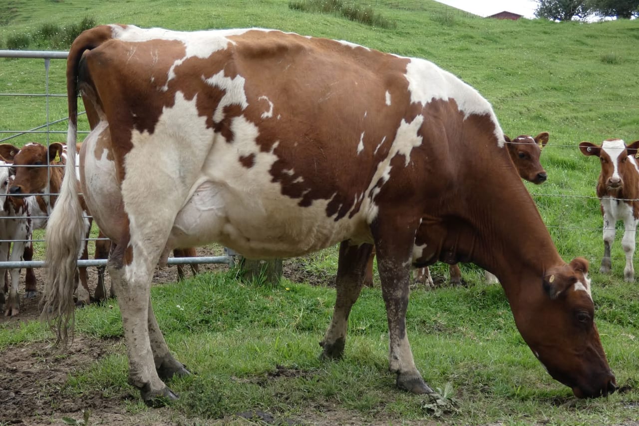 Lactating Pure Aryshire