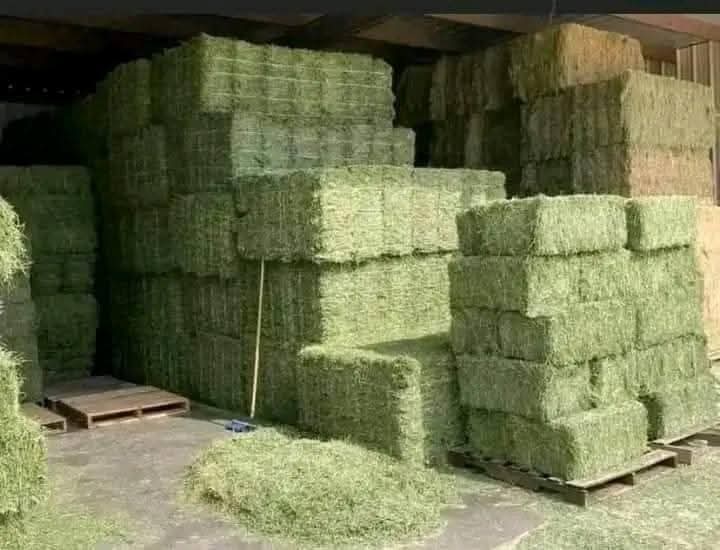Lucerne Hay