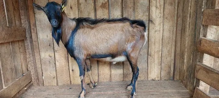 Male German Alpine Goat