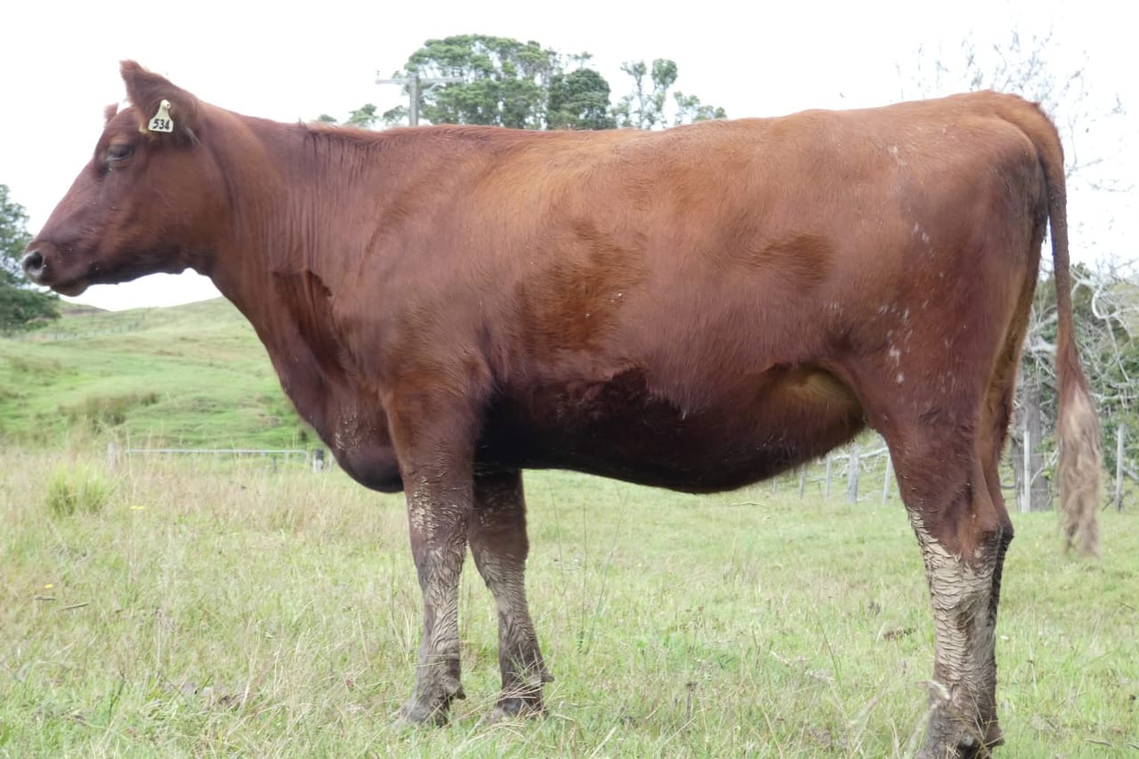 Matured Red Pure Aryshire Breed