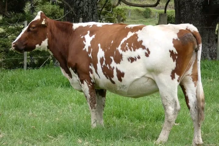 Pure Aryshire Incalf Heifer