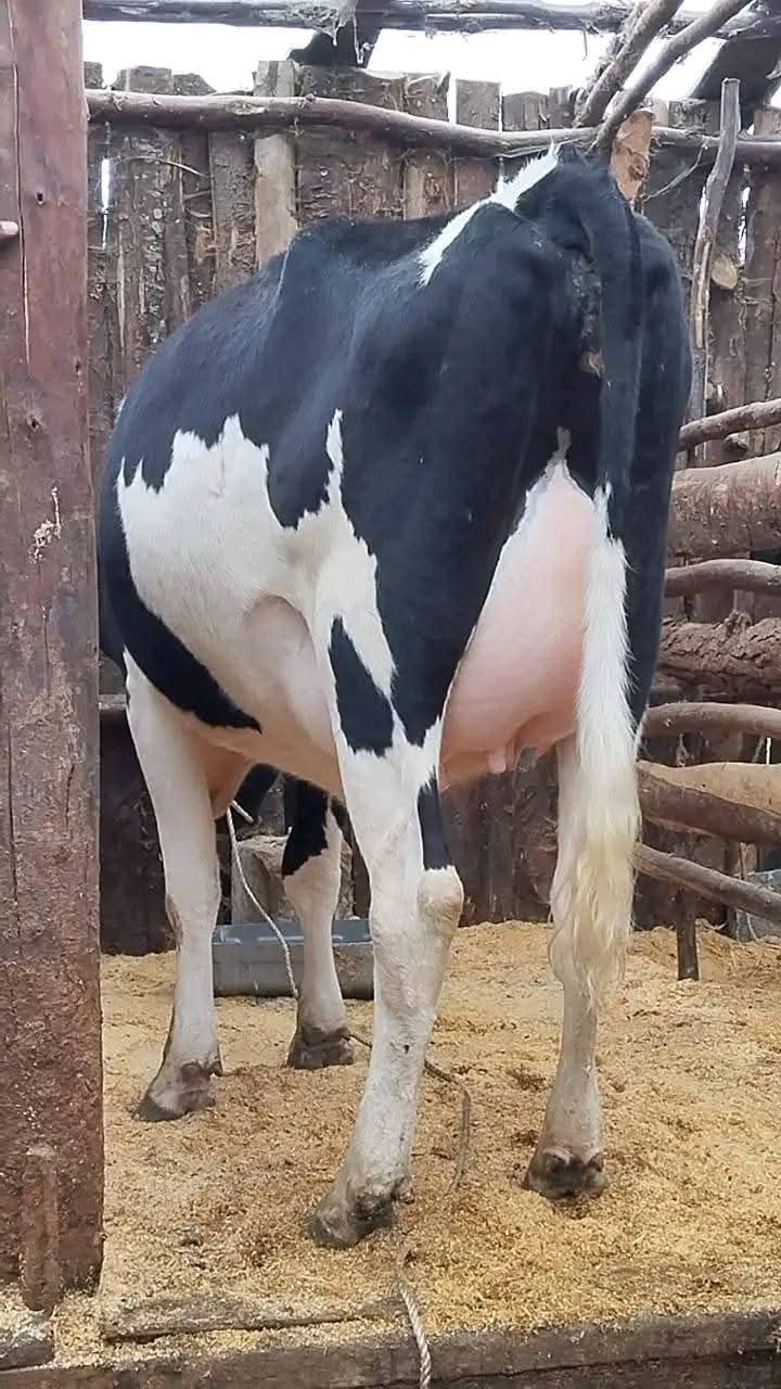 Pure Freshian Lactating