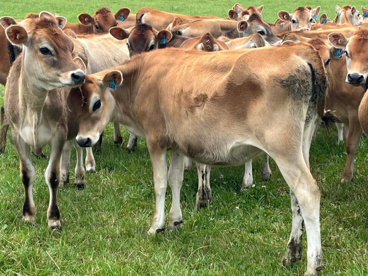 Pure Jersey Heifers