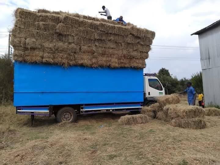 Wheat Straw